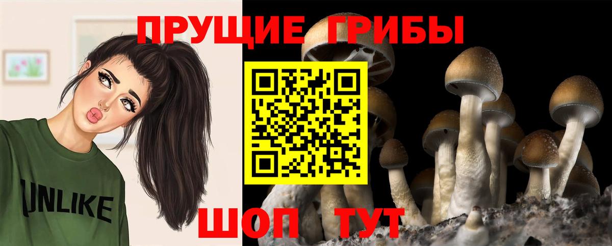купить наркотик  Вход с VPN  Кызыл  Галлюциногенные грибы Psilocybe 